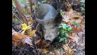 Feeding Oregon Pastured Pigs in the Forest