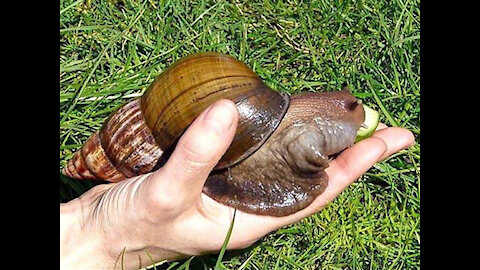 Have you ever seen a very large snail?