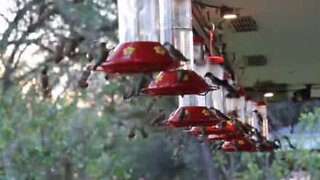 Une nuée de colibris mange avant la migration