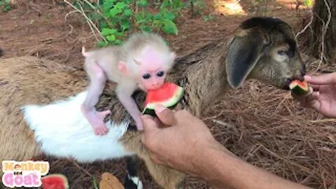 Baby monkey and goat loves watermelon