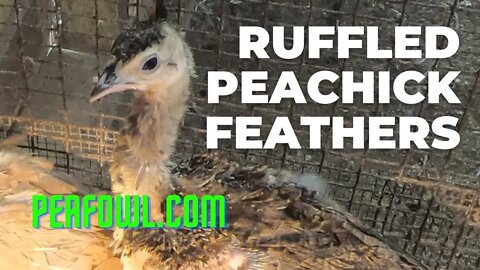 Ruffled Peachick Feathers, Peacock Minute, peafowl.com