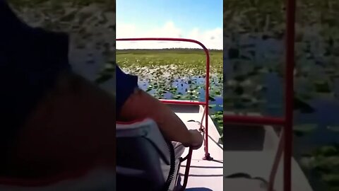 WATCH this Airboat speed through Swamps!