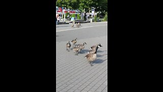 Family of geese takeover busy Vancouver downtown spot.