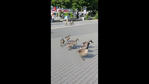 Family of geese takeover busy Vancouver downtown spot.