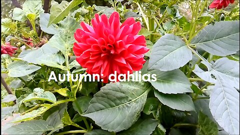 Autumn: dahlias