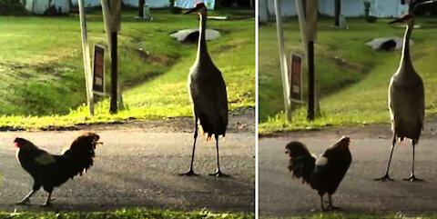 Rooster VS Crane