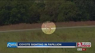 Coyote sighting in Papillion park