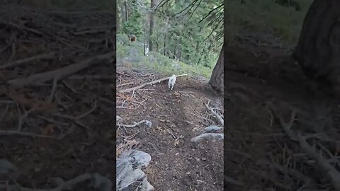 how a jack Russell terrier hikes