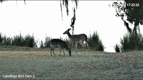 Deer Foraging At Dinnertime 🦌 01/02/23 17:22