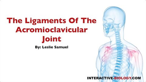 078 The Ligaments of the Acromioclavicular Joint