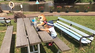 Shiba Inu and toddler spend day at the park