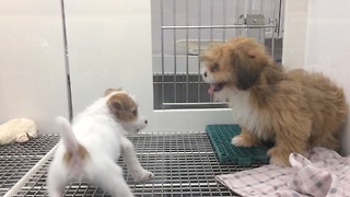 Extremely energetic puppies hilariously chase each other