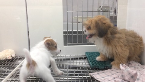 Extremely energetic puppies hilariously chase each other