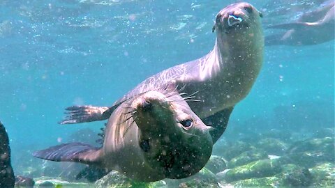 Young sea lions surround delighted swimmers for playtime