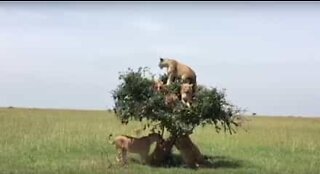 Quanti leoni vedi sull'albero?