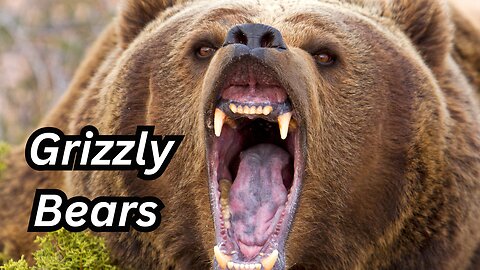Incredible World of Grizzly Bears