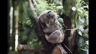 Reddet koala på bedringens vei i Australia!