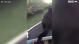 Un gatto che adora nuotare!