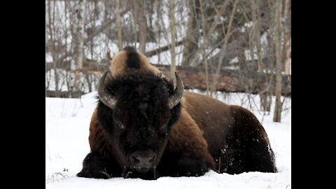 Woodland Bison winter fedding