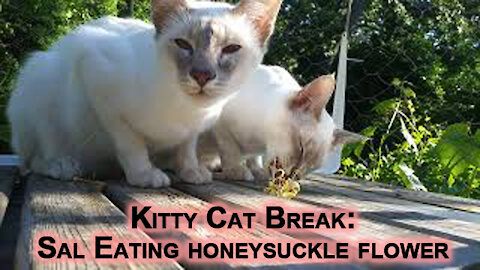Kitty Cat Break: Sal Eating Honeysuckle Flower on Our Catio Patio [Lilac Lynx Balinese Kittens]