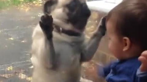 Pugs Can't Contain Their Excitement After Meeting Baby Friend
