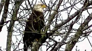 IECV NV #83 - 🦅 The American Bald Eagle 3-23-2015