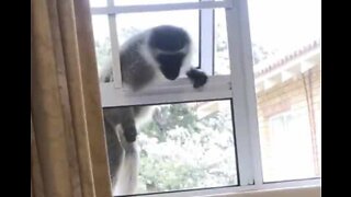 Cheeky monkey attempts home invasion
