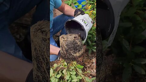 ✔️Checking Young Perennial Roots Before Transplanting😮