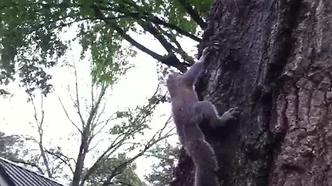 Releasing A Squirrel Goes Very Wrong