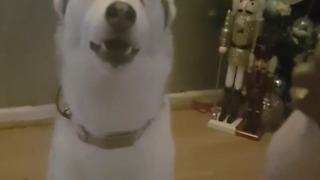 Blue eyed Female Siberian Husky Pleads For Squeaky Toy