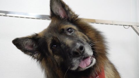 Talkative long haired German Shepherd