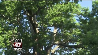 Homeowner tries to protect 100-year-old tree from sidewalk project
