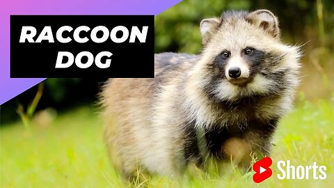 Raccoon Dog 🐶 Unique Animal You Have Never Seen