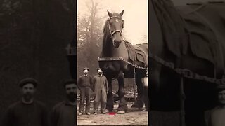 the biggest Horse in history