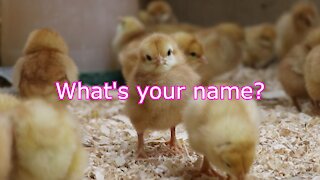 Animal Welfare Approved Rules for New Baby Chicks