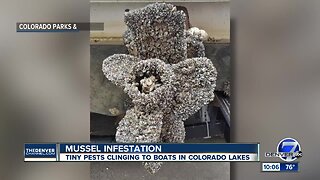 Colorado inspectors 'completely over-run' by mussel-infested boats