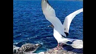 Gull shows her chick smooth liftoff without flapping her wings