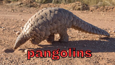 "Pangolin: Nature's Armor-Clad Enigma"