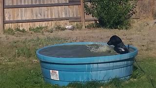 Playful Pooch Enjoys A Sunny Day In Owner's Pool