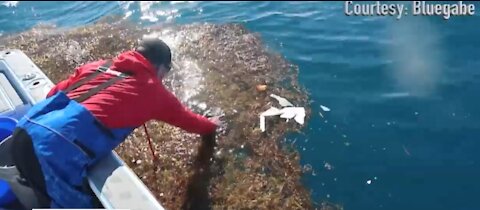 Gabriel Arrington: Fisherman records video of Leatherback Sea Turtle swimming in plastics, urging people to prevent ocean pollution