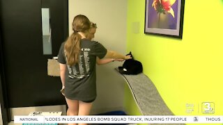 Nebraska Humane Society's new facility creates a comfortable space for animals and humans alike