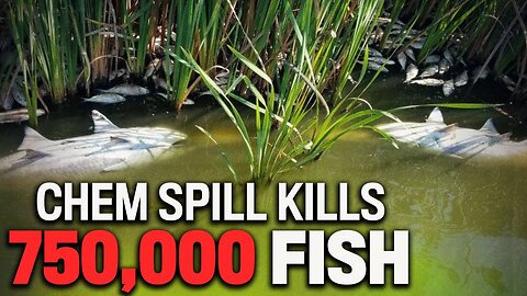 800k Fish Killed By Chemical Fertilizer In Iowa And Missouri