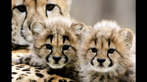 Cheetah Training her Cub