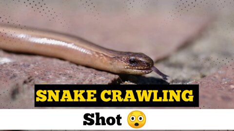 Snake Crawling Shot 😲😲
