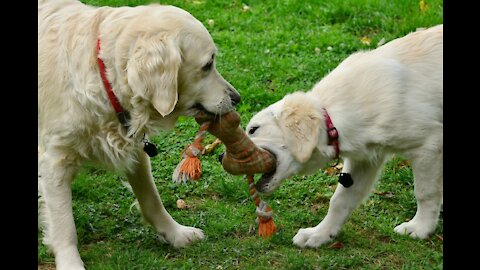 Brave golden retriever dog