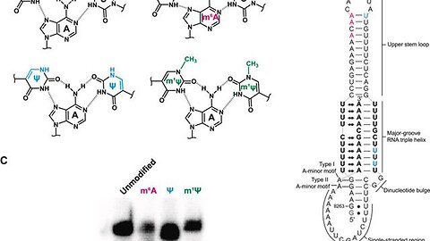 An Example of What An RNA Triple Helix Looks Like Drawn Scientifically - MOTB