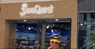 SeaQuest scraps plan to expand in New York