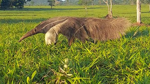 Wildlife photographer has close encounter with giant anteater