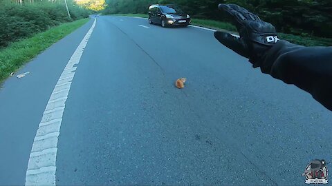 Heroic Biker Rescues Kitty From Road