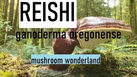 Reishi Mushrooms, Ganoderma Oregonense in the PNW